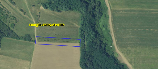 Teren extravilan agricol arabil situat in comuna Berzovia tarlaua 14, parcela 41