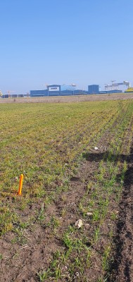 Teren agricol extravilan com. Limanu
