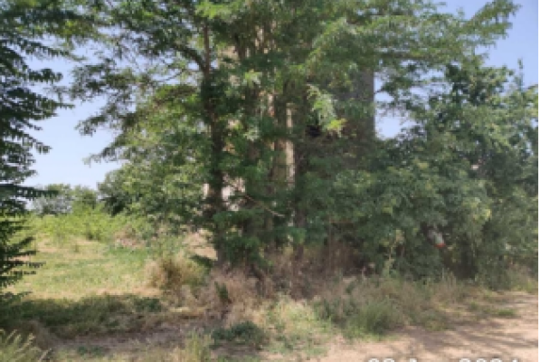 Teren agricol intravilan, com Maia, jud. Ialomita