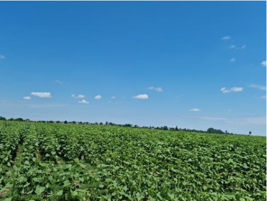 Teren agricol extravilan, localitatea Dobrosloveni