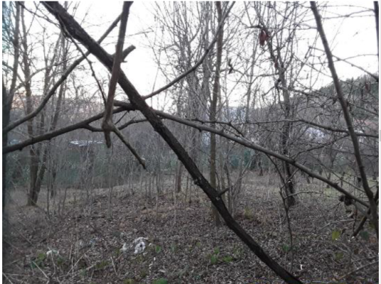 Teren agricol intravilan 2.791 mp, Breaza, Cartier Gura Beliei, str. Lazului, nr. 28A