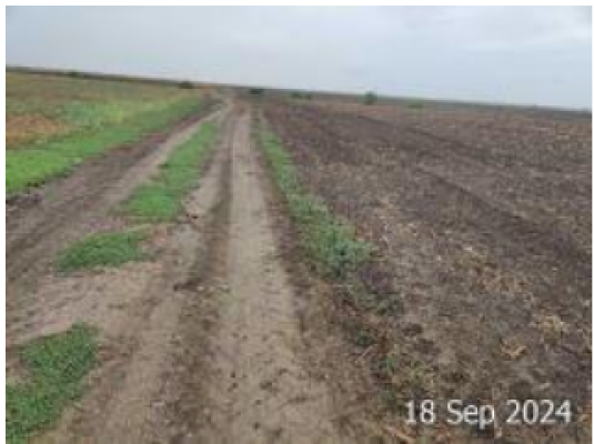 Cota 1/8 din teren extravilan tarla 503/1, parcela 16, Loc. Bucu, Jud. Ialomita