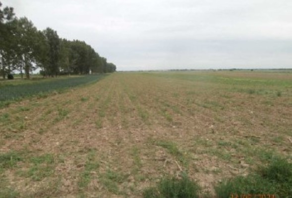 Teren agricol extravilan, Com.Mogosani, Jud.Dambovita