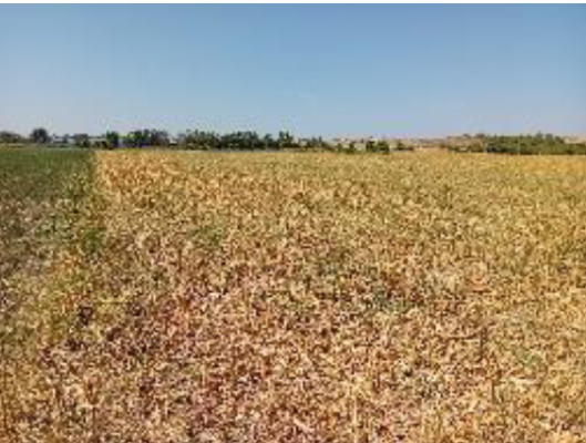 Cota de 1/4 din teren agricol intravilan arabil, 4.000 mp, Chirnogi, jud. Călărași