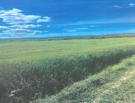 Teren extravilan agricola, Com.Lunca Banului, Jud.Vaslui