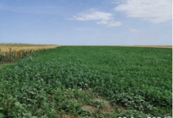 Cota de Teren agricol de 2/96 din teren, Loc. Dragoesti, Jud. Ialomita