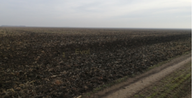 Teren agricol extravilan arabil, Comuna Ilieana, Jud. Calarasi