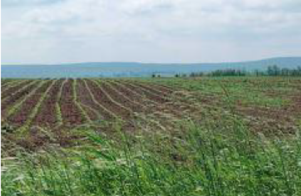 Cota 1/2 teren extravilan – Comuna Pomârla, Jud. Botoșani