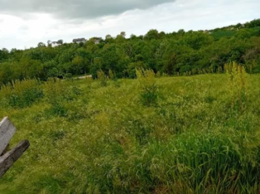 Teren intravilan 1.872 mp – Str. Plopilor, Sfințești, județul Teleorman