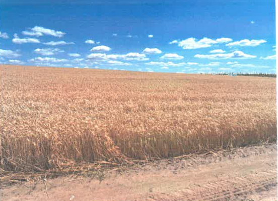 Cota 1/4 teren  extravilan agricol 900 mp, Sat Laza, Comuna Laza, Județul Vaslui