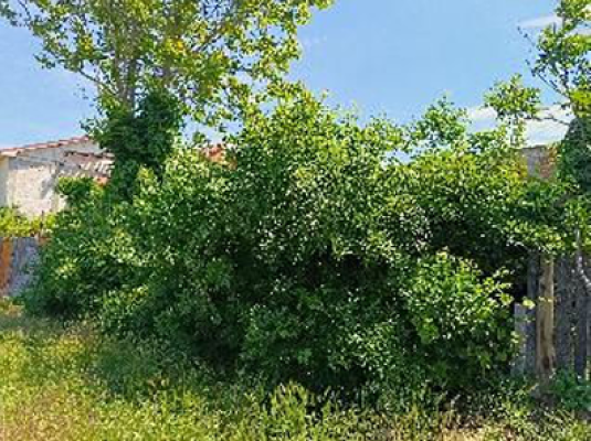 Cota 3/8 din teren intravilan curti constructii cu anexa gospodareasca, strada Traian, Dorbeta Turnu-Severin, judetul Mehedinti-6007245