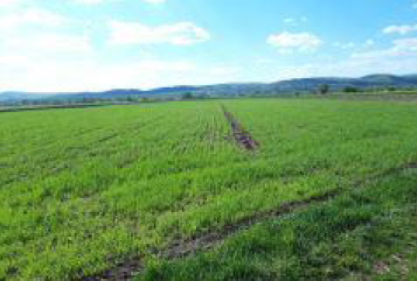 Cota de 6/16 din teren agricol extravilan sat Coseni, jud. Covasna 5903810