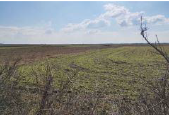 Cota de 1/2 din teren extravilan 5.000 mp – Comuna Albești‑Paleologu, sat Cioceni, Jud. Prahova