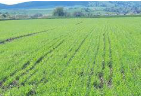 Cota de 6/16 din teren agricol extravilan sat Coseni, jud. Covasna 5903810