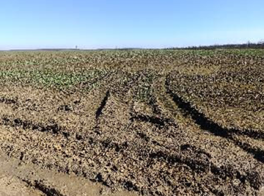 Cota 1/2 din teren extravilan agricol 16993mp, Balteni, judetul Olt