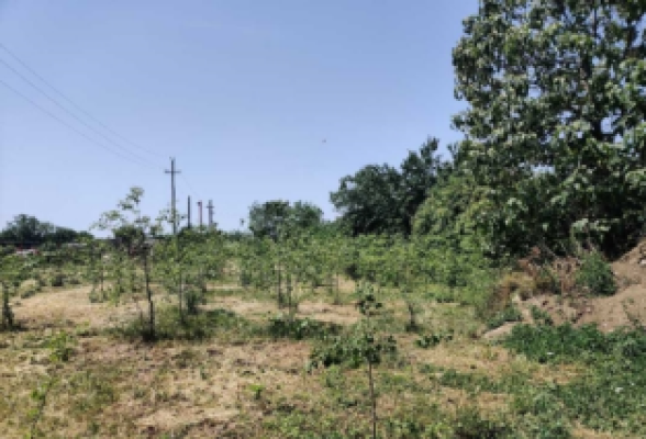 Teren agricol intravilan, com Maia, jud. Ialomita