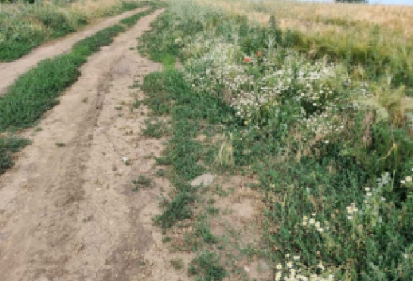 Cota de Teren agricol de 2/96 din teren, Loc. Dragoesti, Jud. Ialomita
