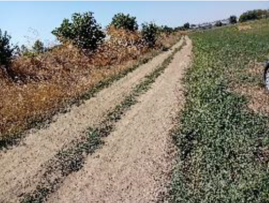 Cota de 1/4 din teren agricol intravilan arabil, 4.000 mp, Chirnogi, jud. Călărași
