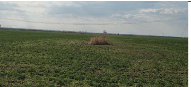 Teren extravilan 5.000 mp. sat Bujoreanca, com. Cornesti, jud. Dambovita 6326711