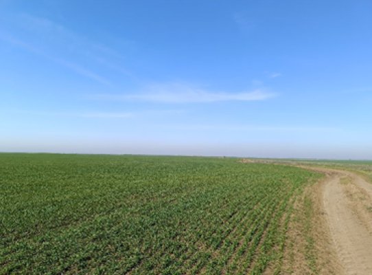 Teren extravilan 5.000 mp, Gradinile, judetul Olt