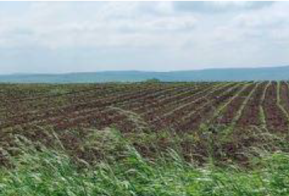 Cota 1/2 teren extravilan – Comuna Pomârla, Jud. Botoșani