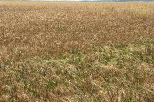 Teren agricol 5200mp, Lipovu, judetul Dolj-7473683