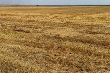 Teren agricol extravilan 5200mp, loc. Lipovu, judetul Dolj-6137875