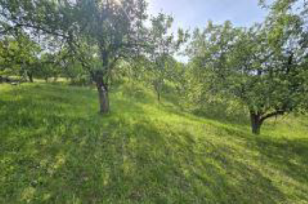 Teren extravilan 7917 mp in Rona de Sus, jud Maramures
