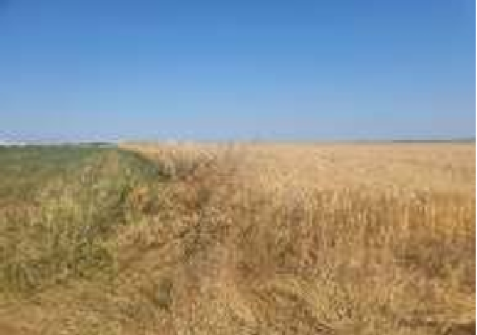 Teren extravilan – Comuna Agigea, județul Constanța 6498930