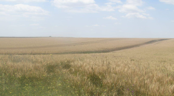 Cota de 8/40 din teren agricol extravilan, Ciulnița, Ialomița -15.000 mp