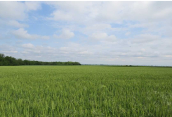 Cota de 1/4 din teren agricol situat în Loc. Slobozia, Jud. Giurgiu, in suprafata totala de 10.000 mp