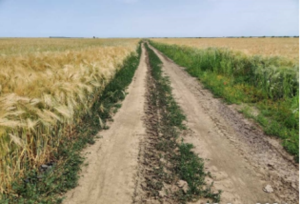 Cota de 1/4 din teren agricol extravilan, Valea Argovei, jud. Calarasi