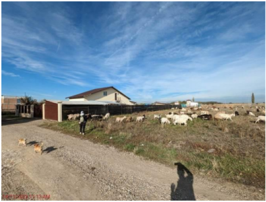 Teren intravilan 4230mp, Loc. 1 Decembrie, Jud. Ilfov