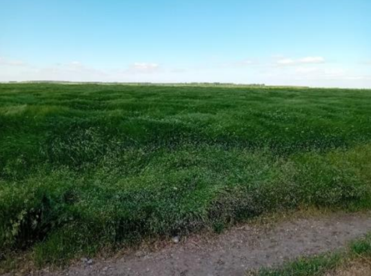 Cotă 3/8 din teren agricol extravilan 13.364 mp – Luica, județul Călărași