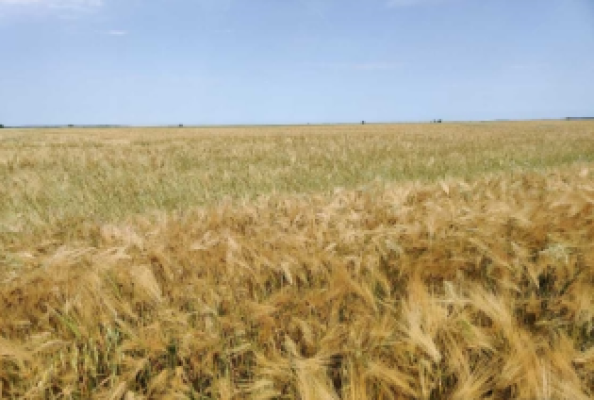 Cota de 1/4 din teren agricol extravilan, Valea Argovei, jud. Calarasi