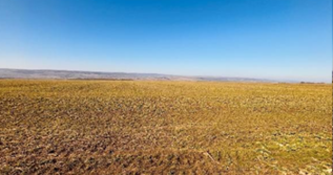 Teren extravilan arabil –Loc. Albești, Jud. Vaslui