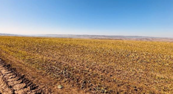 Teren extravilan arabil –Loc. Albești, Jud. Vaslui