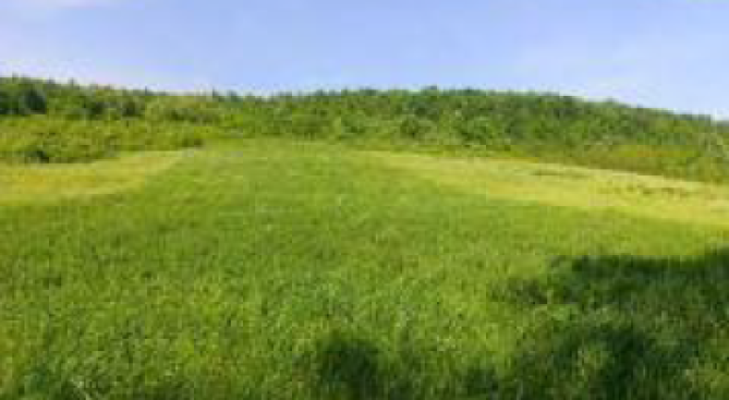 Cota 1/2 teren 7400 mp extravilan, Comuna Pomârla, jud. Botoșani
