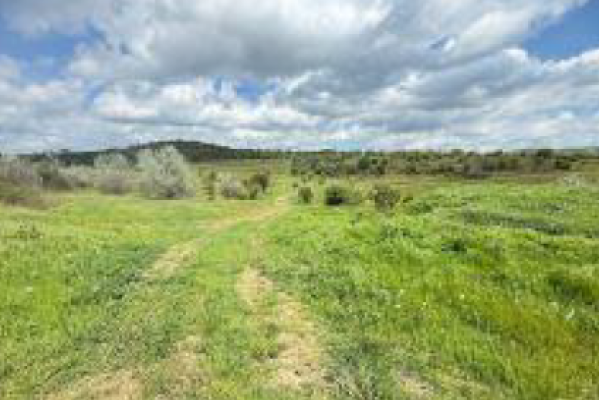 Cote indivize din teren extravilan agricol – vie, 4.300 mp, Sat Valea Teilor, jud. Tulcea 7409013