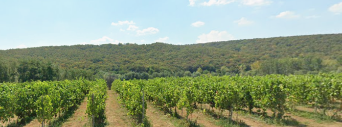 Teren extravilan (vie) - Comuna Fitionești, județul Vrancea 6743867