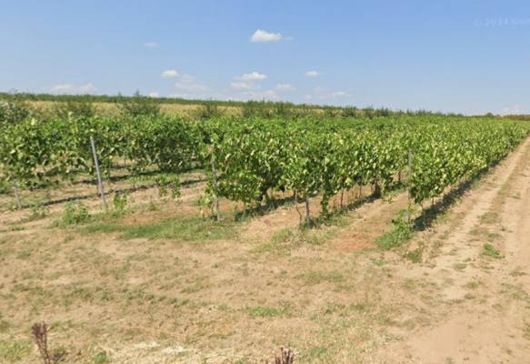Teren extravilan - vie, Comuna Fitionești, Județul Vrancea 6743871