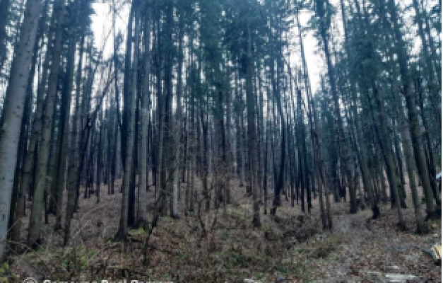 Teren extravilan arabil(padure), Baile Olanesti, jud. Valcea