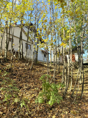 Casă  si teren – Sat Herla, Comuna Slatina, Județul Suceava