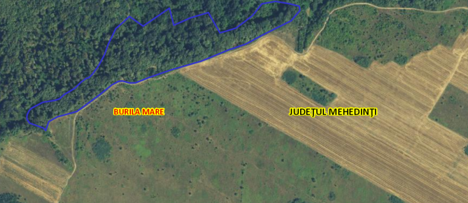 Teren extravilan categorie folosinta padure in suprafata de 57055 mp situat in com. Burila Mare