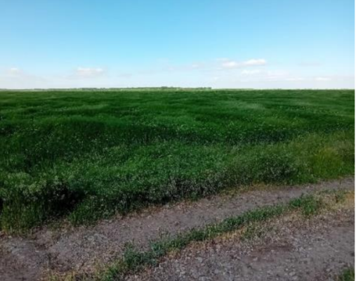 Cotă 3/8 din teren agricol extravilan 13.364 mp – Luica, județul Călărași