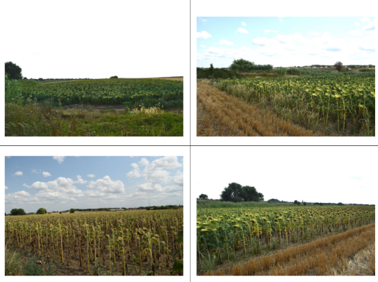 Teren extravilan arabil – Teremia Mare, jud. Timiș – 12.000 mp (cota 3/40)