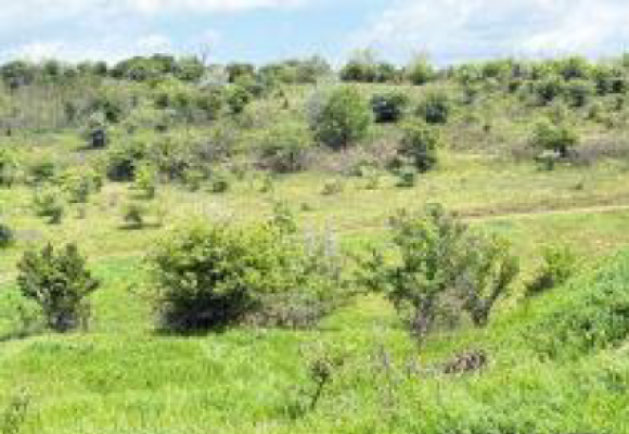 Cote indivize din teren extravilan agricol – vie, 4.300 mp, Sat Valea Teilor, jud. Tulcea 7409013