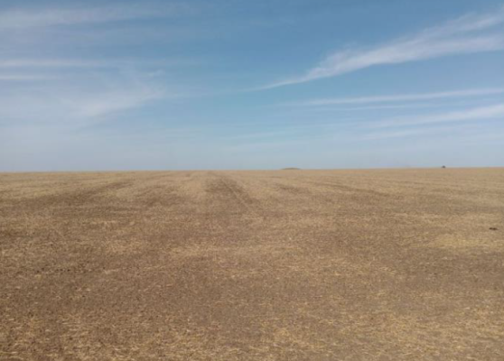Teren agricol extravilan, comuna Cervenia, judet Teleorman