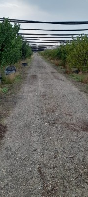 Livada pomi fructiferi hala si utilaje
