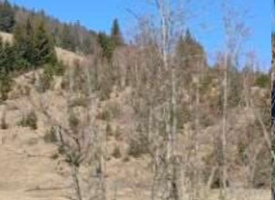 Cota de 1/2 din teren extravilan agricol, Com.Cosna, Jud. Suceava